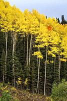 Aspen Fall Yellow Reach for the Sky on Owl Creek Pass Ridgway Colorado USA.