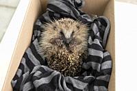 Young hedgehog with infected wounds in a box on its way to an animal rescue point.