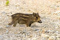 Wild Boar (Sus scrofa), cub standing on the ground, Campania, Italy.