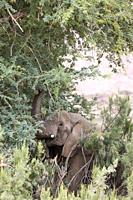 African Elephant (Loxodonta africana). So-called desert elephant. Feeding at an acacia tree in the dry bed of the Ugab river. Damaraland, Namibia.
