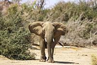 African Elephant (Loxodonta africana). So-called desert elephant. Subadult trying to impress the photographer. In the dry bed of the Ugab river. Damar...