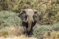 African Elephant (Loxodonta africana). So-called desert elephant. Bull on his way to a waterhole. In the dry bed of the Ugab river. Damaraland, Namibi...