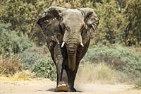 African Elephant (Loxodonta africana). So-called desert elephant. Bull on his way to a waterhole. In the dry bed of the Ugab river. Damaraland, Namibi...