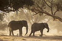 African Elephant (Loxodonta africana). So-called desert elephant. Two bulls during a sandstorm in the dry bed of the Huab river. Feeding on acacia see...