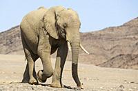 African Elephant (Loxodonta africana). So-called desert elephant. Cow at a desert plain in the vicinity of the Hoanib river. Damaraland, Kunene Region...