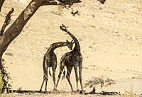Angolan Giraffe (Giraffa giraffa angolensis). Young bulls. Sparring in the shade of an acacia tree at the edge of the dry Hoanib river bed. Damaraland...