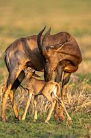 Africa, East Africa, Kenya, Masai Mara National Reserve, National Park, Topi (Damaliscus korrigum), in the savannah, mother and new born.
