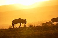 Africa, East Africa, Kenya, Masai Mara National Reserve, National Park, Wildebeest group in the savannah at sunset.