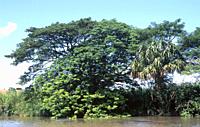Guanacaste (Enterolobium cyclocarpum) is a deciduous tree native to tropical Americas. It has medicinal proporties, its seeds are edible and its wood ...