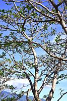 Common coral-tree (Erythrina lysistemon) is an ornamental deciduous tree native to South Africa. This photo was taken in La Palma, Canary Islands, Spa...