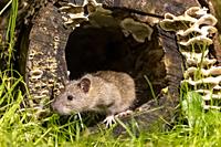 France, Brittany, Ille et Vilaine, Brown rat,also referred to as common rat,street rat,sewer rat,Hanover rat,Norway rat,brown Norway rat,Norwegian rat...