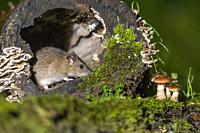 France, Brittany, Ille et Vilaine, Brown rat,also referred to as common rat,street rat,sewer rat,Hanover rat,Norway rat,brown Norway rat,Norwegian rat...
