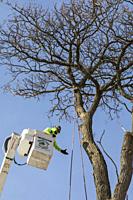 Detroit, Michigan - Workers for Detroit Grounds Crew remove unwanted and diseased trees in a Detroit neighborhood.