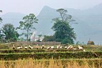 Duck in a rice field, near Bac Ha, Lao Cai Province, Vietnam, Asia.