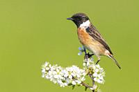 European Stonechat (Saxicola rubicola), side view of an adult male just standing on a Blackthorn branch, Campania, Italy.