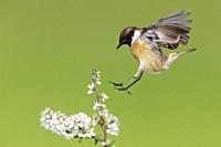 European Stonechat (Saxicola rubicola), side view of an adult male landing on a Blackthorn branch, Campania, Italy.