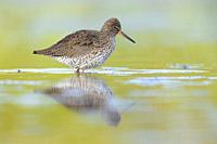 Common Redshank (Tringa totanus), side view of an adult standing in the water, Campania, Italy.