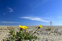 Wildflowers on empty beach with silhouette of lifeguard hut and blue sky.