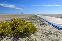 Wildflowers and walkway on empty beach with silhouette of lifeguard hut and blue sky.