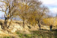 Hiker among almond trees. Almansa. Albacete