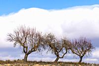 Almond trees and clouds. Almansa. Albacete