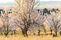 Almond trees in bloom. and farm fields. Alpera. Albacete