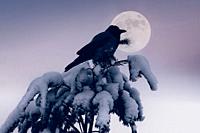 Hooded Crow, Corvus cornix, perched on a snow topped Pine tree against Full Moon at nightfall.