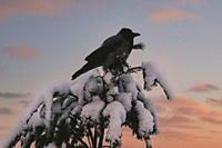 Hooded Crow, Corvus cornix, perched on a snow topped Pine tree against sunrise sky in February.