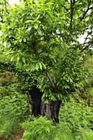 Sweet chestnut (Castanea sativa) is a deciduous tree native to southern Europe and Asia Minor and widely cultivated for its edible seeds. Blooming spe...
