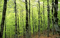 European beech (Fagus sylvatica) is a deciduous tree native to central Europe and southern Europe mountains. This photo was taken in Ordesa y Monte Pe...