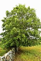 Pyrenean oak (Quercus pyrenaica) is a deciduous tree native to western Mediterranean basin (Iberian Peninsula, Western France and Morocco mountains). ...
