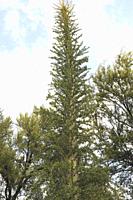 Boojum tree or cirio (Fouquieria columnaris) is a columniform plant endemic to Baja California, Mexico.