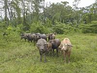 Group of buffaloes stay together in green lush field.