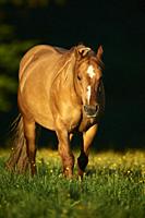 American Quarter Horse on a meadow, Bavaria, Germany