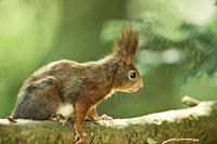 Red squirrel or Eurasian red squirrel (Sciurus vulgaris), wildlife, Frankonia, Bavaria, Germany