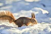 Eurasian red squirrel (Sciurus vulgaris) in the snow, Bavaria, Germany