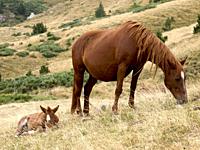 Female horse with its foal. Summer time at Boi-Taüll Sky Resort near Aiguestortes National Park. Lleida province, Catalonia, Spain.