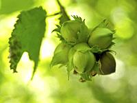 Hazelnut green fruits, detail. Aiguestortes National Park. Lleida province, Catalonia, Spain.
