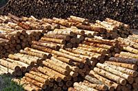 Pile of trunks at a sawmill. Prats de Lluçanès village. Lluçanès region, Barcelona province, Catalonia, Spain.