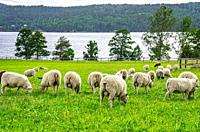 Grazing flock of sheep on a meadow by a lake near Högsbyn in Dalsland, Västra Götalands län, Sweden.
