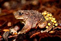 Iberian midwife toad (Alytes cisternasii). Male with eggs close to Valdemanco, Madrid, Spain.