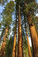 Giant Sequoia (Sequoiadendron giganteum) in the Mariposa Grove, Yosemite National Park, California USA.