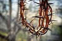Closeup Crown of thorns and nature background.