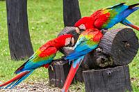 Beautiful red macaw in the Brazilian wetland.