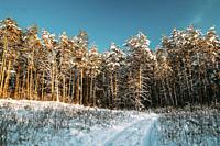 Country Road Through Snowy Winter Pine Forest. Winter Snowy Coniferous Forest Landscape. Beautiful Woods In Forest Landscape.
