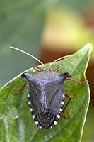 Stink bug or shield bug (Edessa sp. ) - La Laguna del Lagarto Eco-Lodge, Boca Tapada, Costa Rica.
