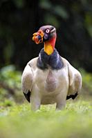 King vulture (Sarcoramphus papa) - La Laguna del Lagarto Eco-Lodge, Boca Tapada, Costa Rica.