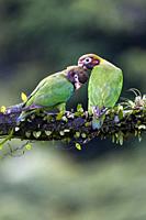 Brown-hooded parrots (Pyrilia haematotis) courtship preening - La Laguna del Lagarto Eco-Lodge, Boca Tapada, Costa Rica.