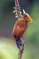 Chestnut-colored Woodpecker male (Celeus castaneus) - La Laguna del Lagarto Eco-Lodge, Boca Tapada, Costa Rica.