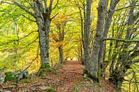 Carlac forest in autumn, Aran valley, Pyrenees, Spain.